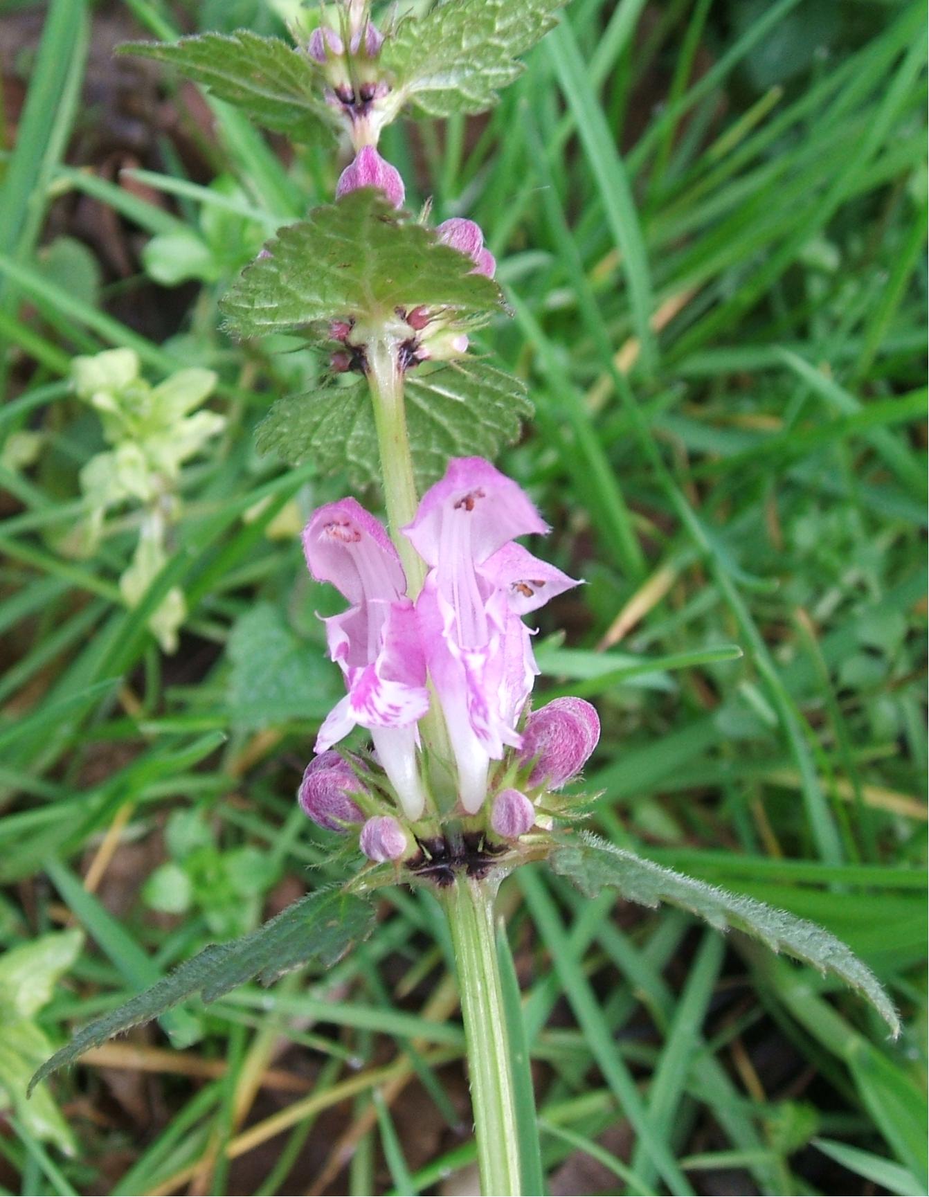 Lamium maculatum